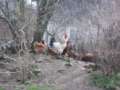 19.04.2013 - Maluszki podglądają kury w kurniku
