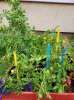 13.07.2022 Tak rosną warzywa w naszym ogródku - fotorelacja